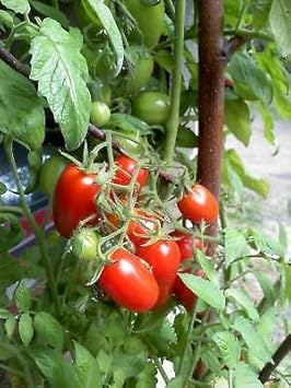 Red Juliet Tomato Vegetable Seeds for Planting heirloom & Non-GMO Seeds